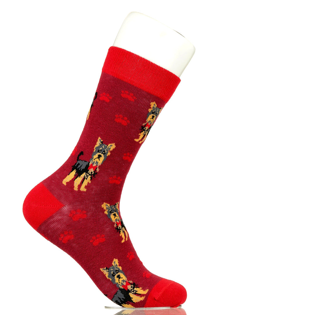 Yorkie | Plenty of Pups